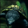 staurotypus triporcatus. giant musk turtle. mexico.jpg